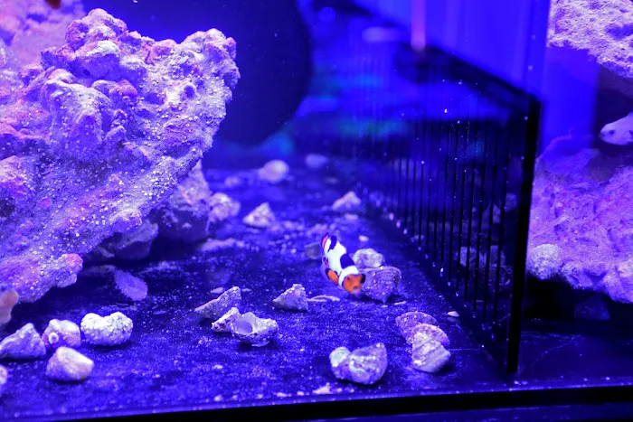 Michiana Aquarium and Pet Supply Picture 8