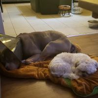 Brookside Veterinary Hospital ico