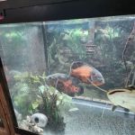 Northside Aquatics LLC