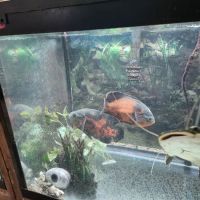 Northside Aquatics LLC ico