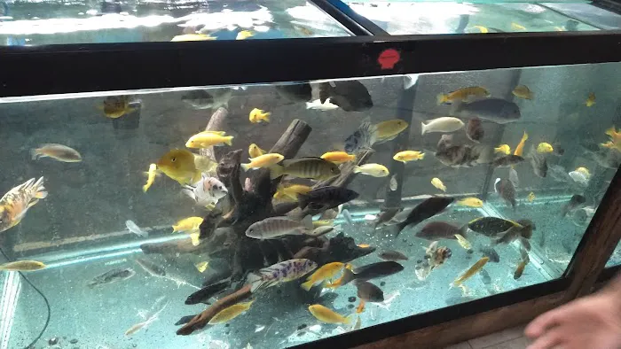 Northside Aquatics LLC Picture 5