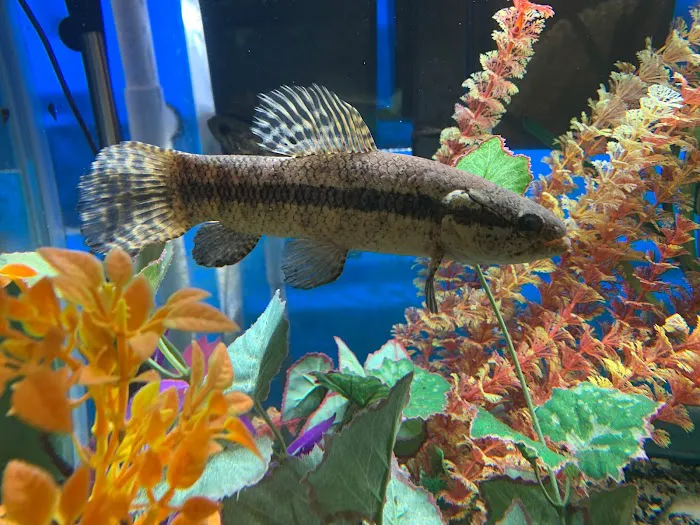 Northside Aquatics LLC Picture 8