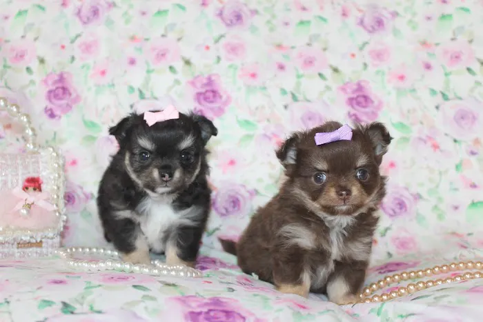 Elite Global LLC Picture 2