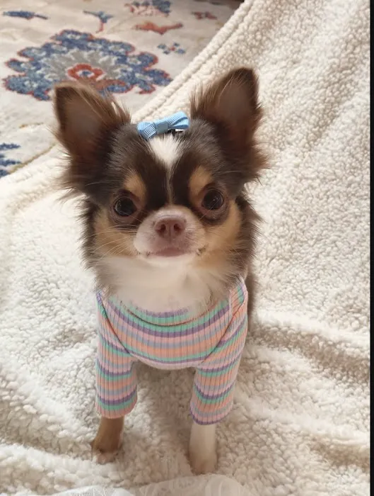 Elite Global LLC Picture 1