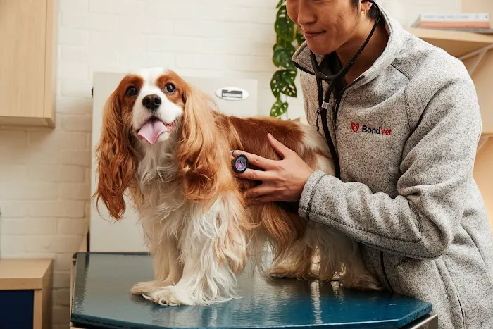 Bond Vet - Westport Picture 7