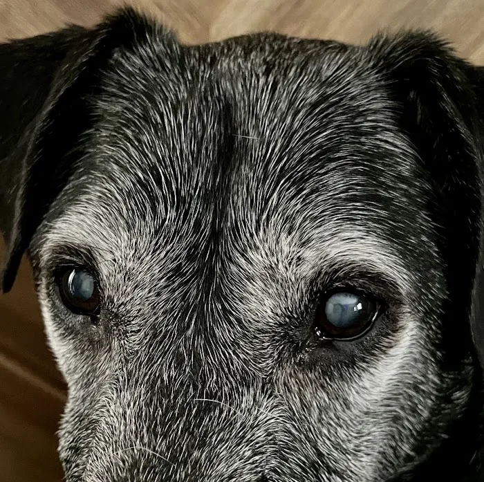 Animal Eye Clinic Wilton Picture 5