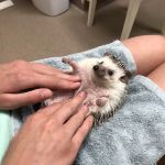Quarry Ridge Animal Hospital