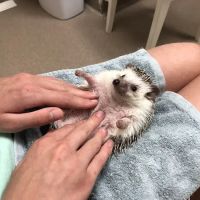 Quarry Ridge Animal Hospital ico