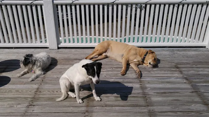 Ridgefield Animal Hospital Picture 4