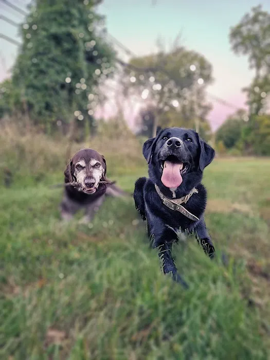 Ridgefield Animal Hospital Picture 6