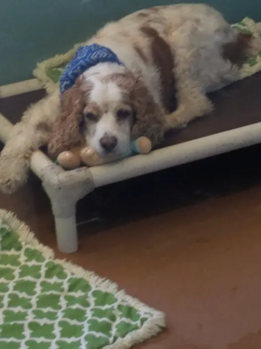 Petco Picture 3
