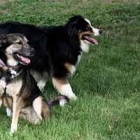 Georgetown Veterinary Hospital ico