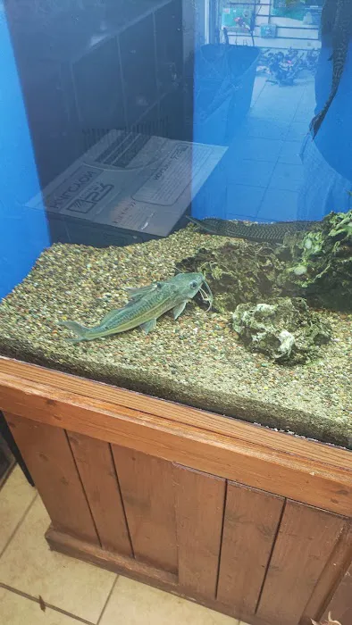 Ocean Design Aquarium Picture 2