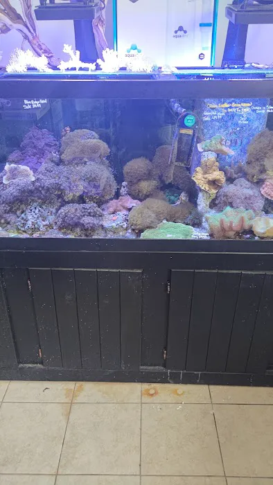Ocean Design Aquarium Picture 3