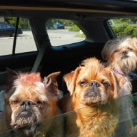 Redding Veterinary Hospital ico