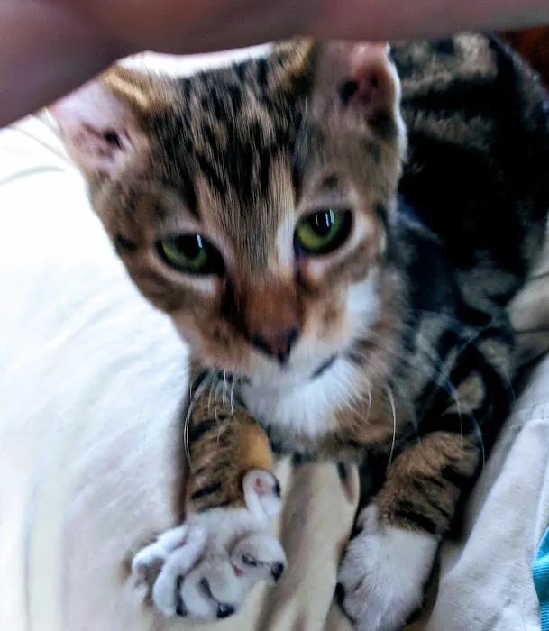 Redding Veterinary Hospital Picture 4