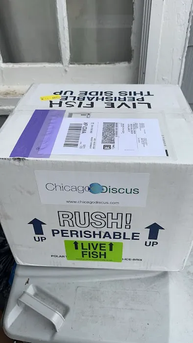 Chicago Discus Picture 5