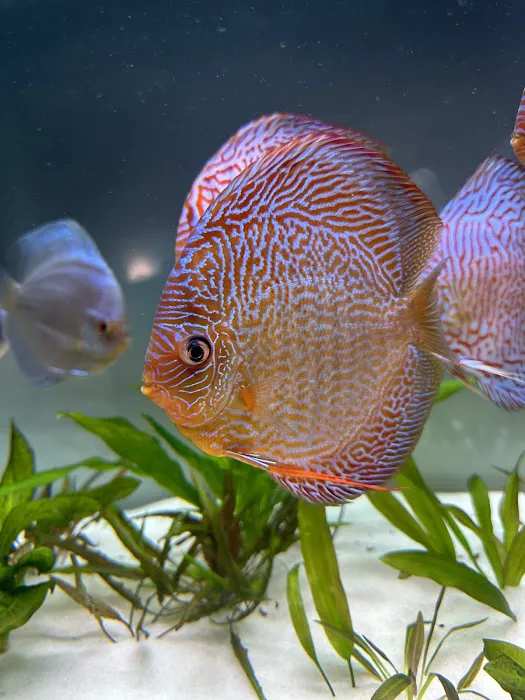 Chicago Discus Picture 2