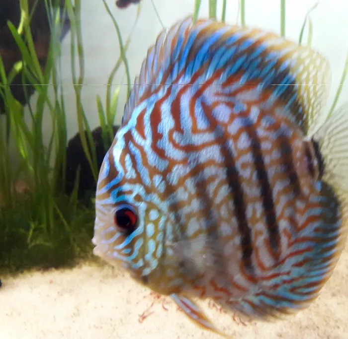 Chicago Discus Picture 1
