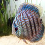 Chicago Discus