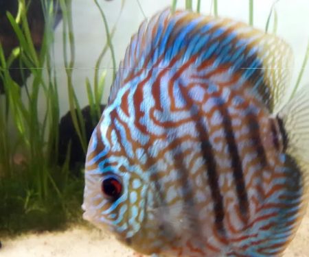 Chicago Discus