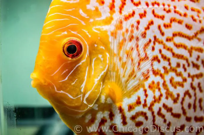 Chicago Discus Picture 4