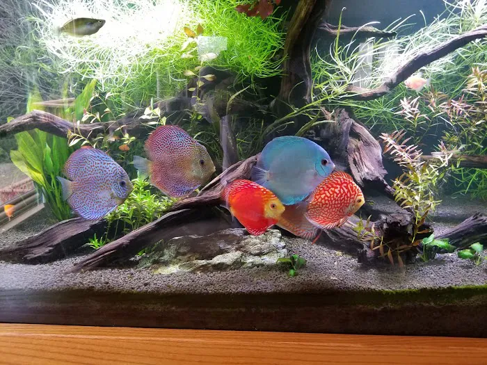 Chicago Discus Picture 3