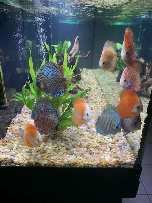 Chicago Discus Picture 9