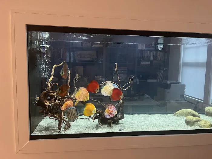 Chicago Discus Picture 6