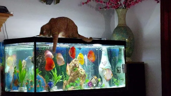 Chicago Discus Picture 8