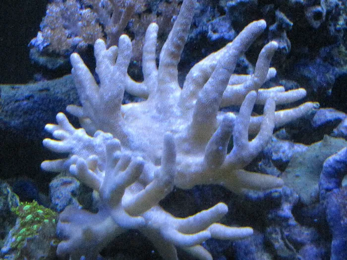 Aquatic World Picture 7