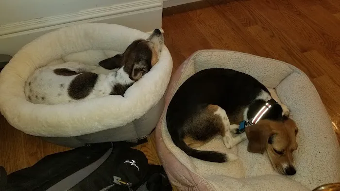 Ridgefield Veterinary Center Picture 4