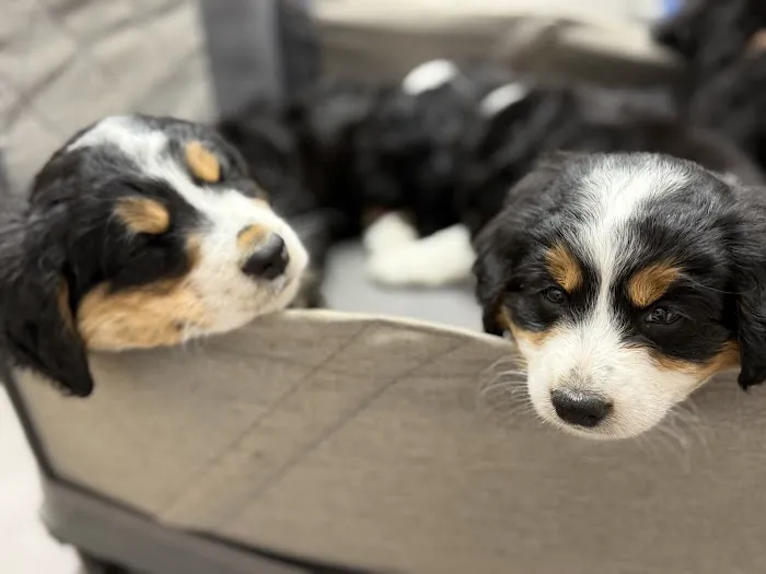 Ridgefield Veterinary Center Picture 1