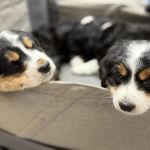 Ridgefield Veterinary Center