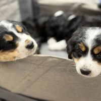 Ridgefield Veterinary Center ico