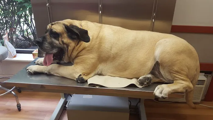 Ridgefield Veterinary Center Picture 6