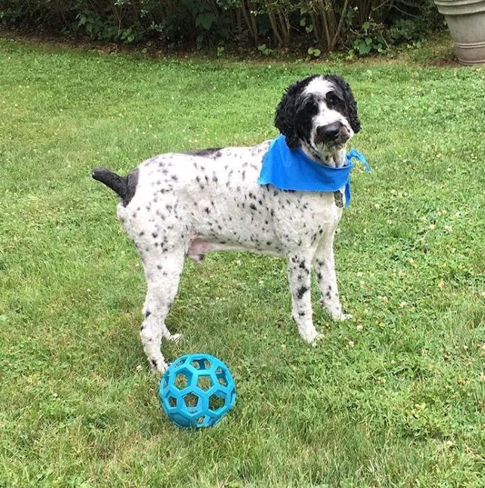 Ridgefield Veterinary Center Picture 2