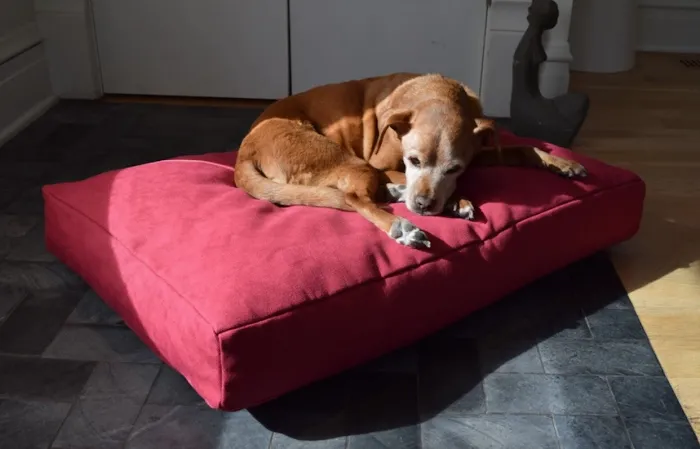 Greenly Paws Picture 10