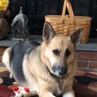 Somers Animal Hospital ico