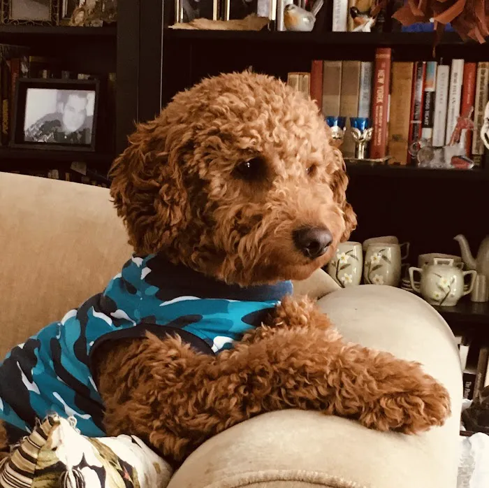 Somers Animal Hospital Picture 2