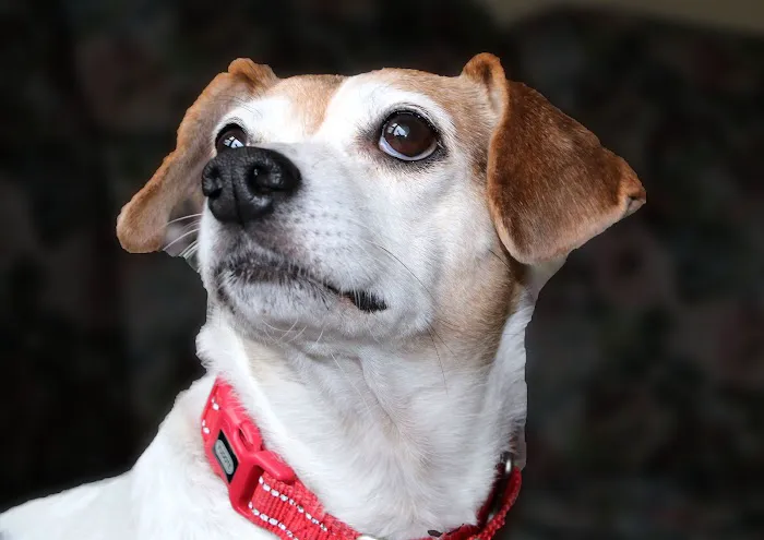 Somers Animal Hospital Picture 4