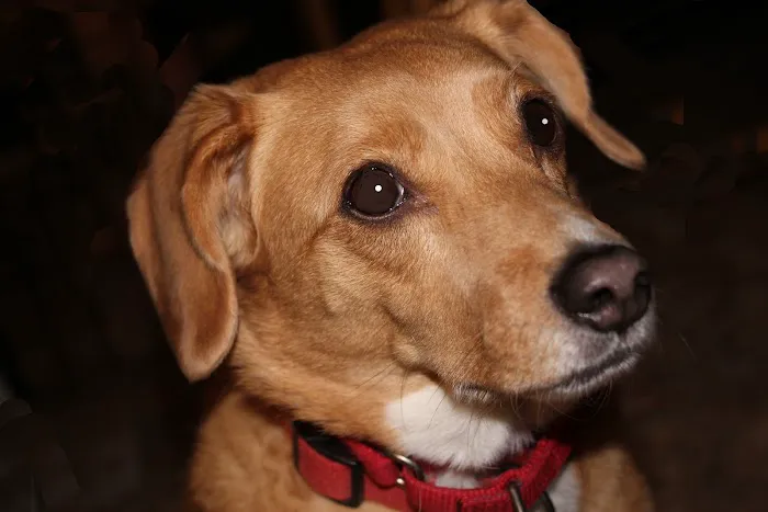 Somers Animal Hospital Picture 5