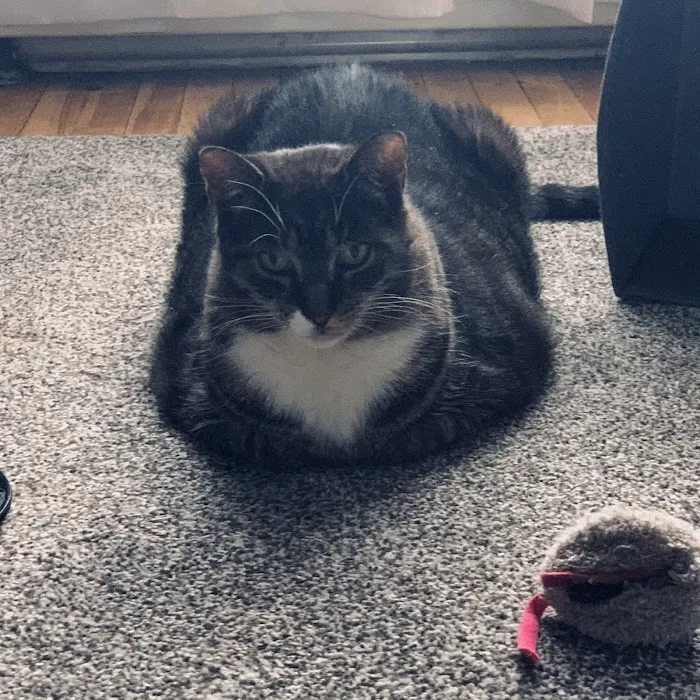 Somers Animal Hospital Picture 7