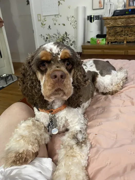 Somers Animal Hospital Picture 10