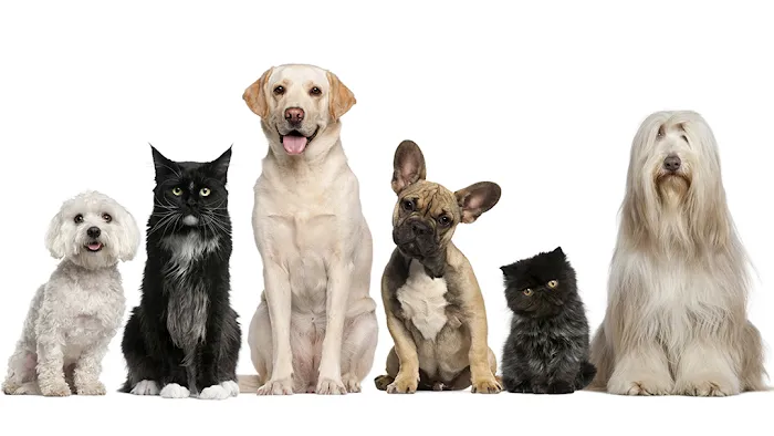 Progressive Animal Hospital Picture 5