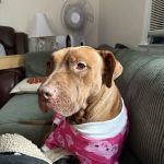 Progressive Animal Hospital