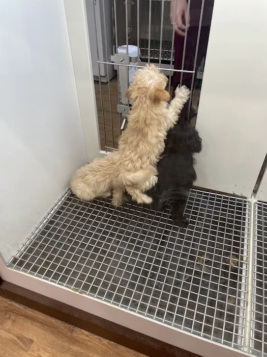 Petland Bolingbrook Picture 2