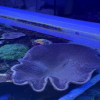 Reefwise ico