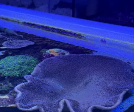 Reefwise