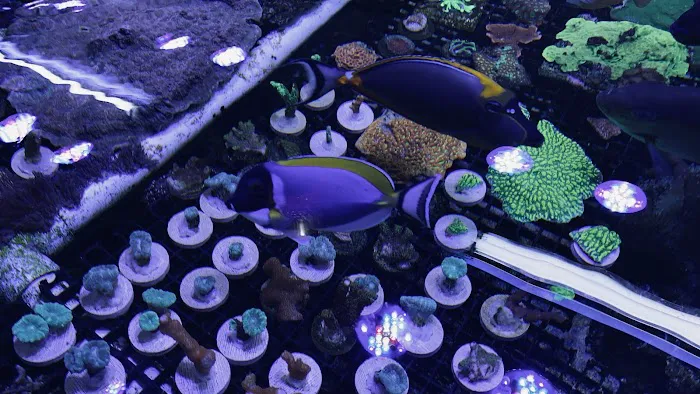 Reefwise Picture 6